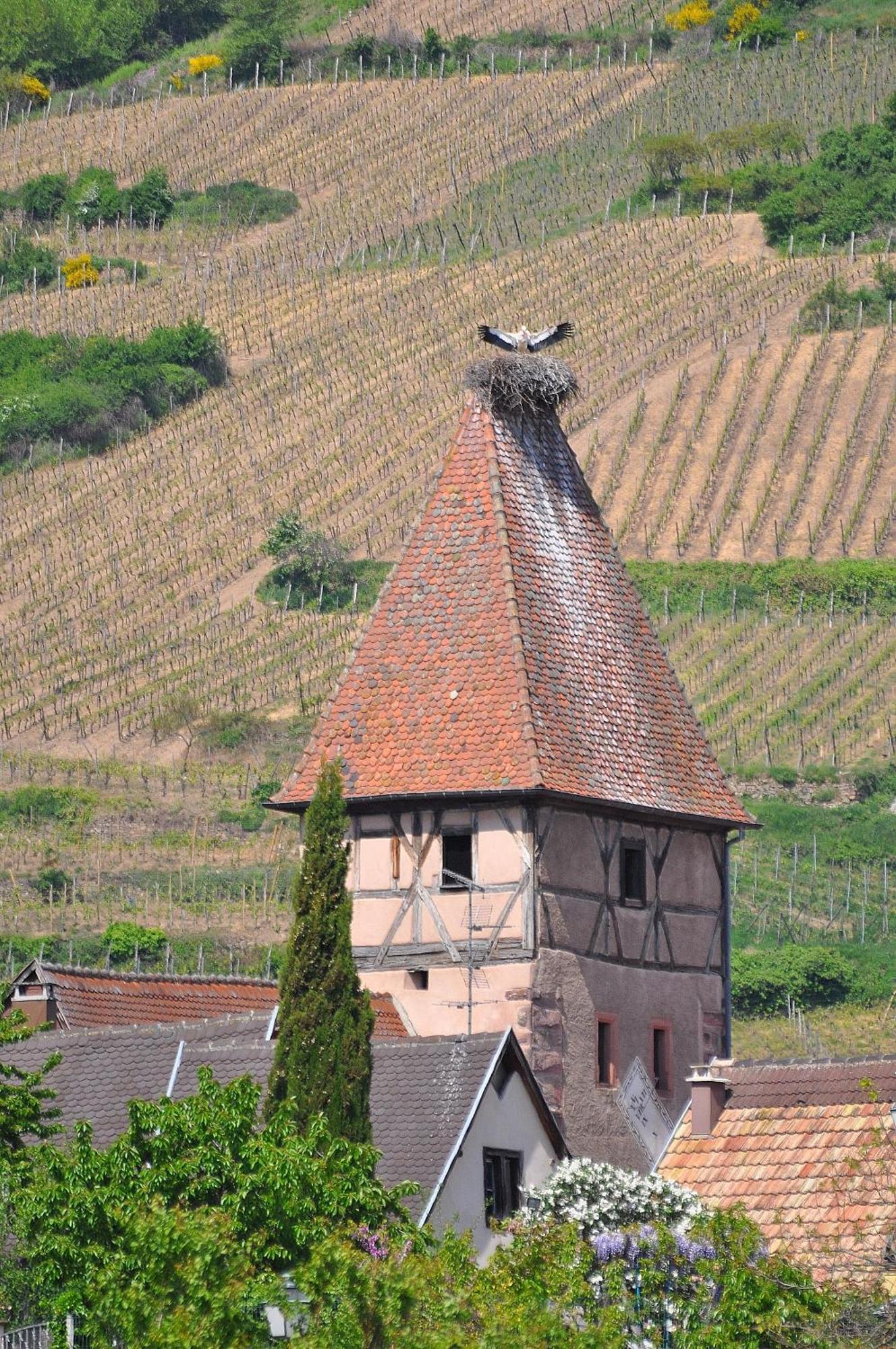 Gite Du Vignoble อัมเมอร์ชวีร์ ภายนอก รูปภาพ